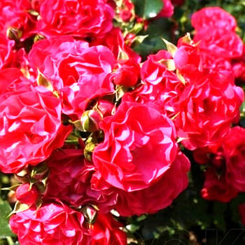 Саджанці ґрунтопокривної троянди Ред Каскад (Rose Red Cascade)