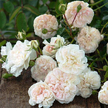 Саджанці ґрунтопокривної троянди Свани (Rose Swany)