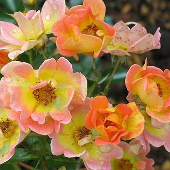 Саджанці ґрунтопокривної троянди Ейфорія (Rose Euphoria)