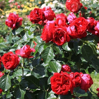 Саджанці кущової троянди Ред Еден Роуз (Rose Red Eden Rose)