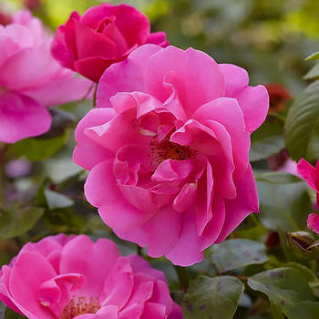 Саджанці ґрунтопокривної троянди Габі Кавер (Rose Gaby Cover)