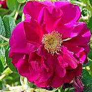 Саджанці ґрунтопокривної троянди Габі Кавер (Rose Gaby Cover), фото 3