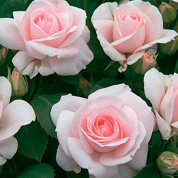 Саджанці ґрунтопокривної троянди Аспірин Розе (Rose Aspirin Rose)