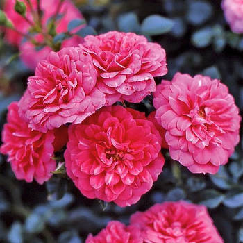 Саджанці ґрунтопокривної троянди  Кнірпс (Rose Knirps)