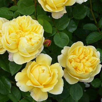 Саджанці ґрунтопокривної троянди Зоненширм (Rose Sonnensсhirm)