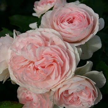 Саджанці кущової троянди Лариса (Rose Larissa)