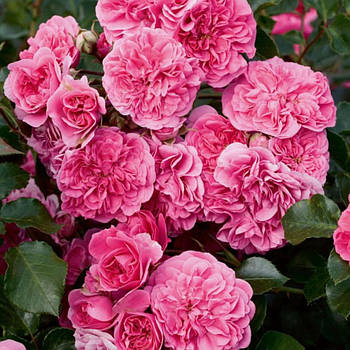 Саджанці ґрунтопокривної троянди Ле Куатре Сезон (Rose Les Quatre Saisons)