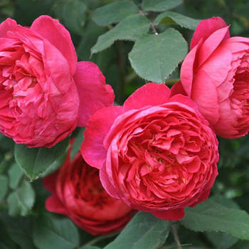 Саджанці англійської троянди Бенджамін Бріттен (Rose Benjamin Britten)