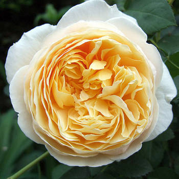 Саджанці англійської троянди Шарлотта (Rose Charlotte)