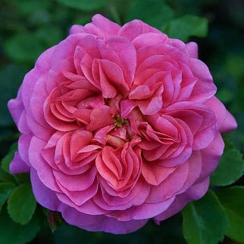 Саджанці англійської троянди Крістофер Марлоу (Rose Christopher Marlowe)