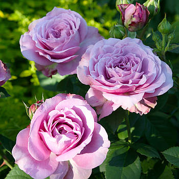 Саджанці спрей троянди Акаїр Болібас (Akair Bolibas)