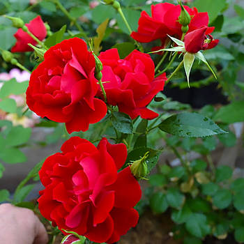 Саджанці ґрунтопокривної троянди Аустріана (Rose Austriana)