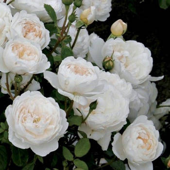 Саджанці англійської троянди Гламіс Кастл (Rose Glamis Castle)