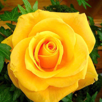 Саджанці мініатюрної троянди Голд (Gold)