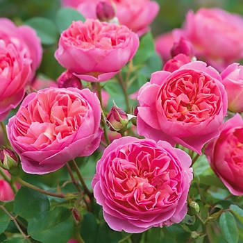 Саджанці англійської троянди Джубілі Селебрейшн (Rose Jubilee Celebration)