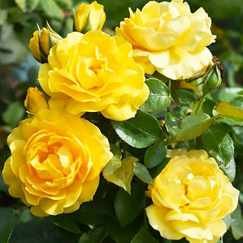 Саджанці троянди флорибунда Джулія Чайлд (Rose Julia Child)