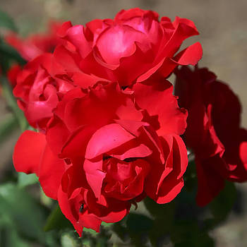 Саджанці мініатюрної троянди Лаки (Lucky)
