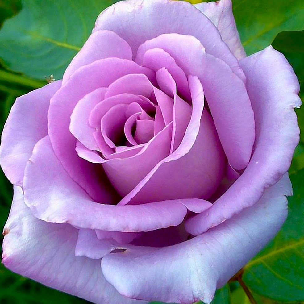 Саджанці чайно-гібридної троянди Мадам Екзюпері (Rose Madame Saint-Exuperi)