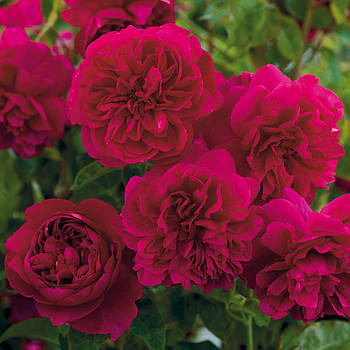 Саджанці кущової троянди Томас Бекет (Rose Thomas a Becket)