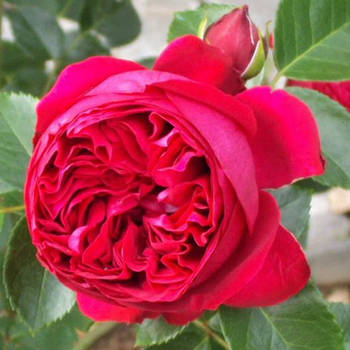 Саджанці кущової троянди Ерік Таберли (Rose Eric Tabarly)