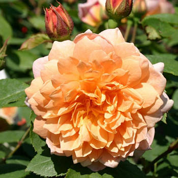 Саджанці англійської троянди Грейс (Rose Grace)