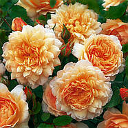 Саджанці англійської троянди Грейс (Rose Grace), фото 3