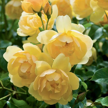 Саджанці англійської троянди Баттеркап (Rose Buttercup)