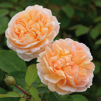 Саджанці кущової троянди Зе Леді Гарденер (Rose The Lady Gardener)