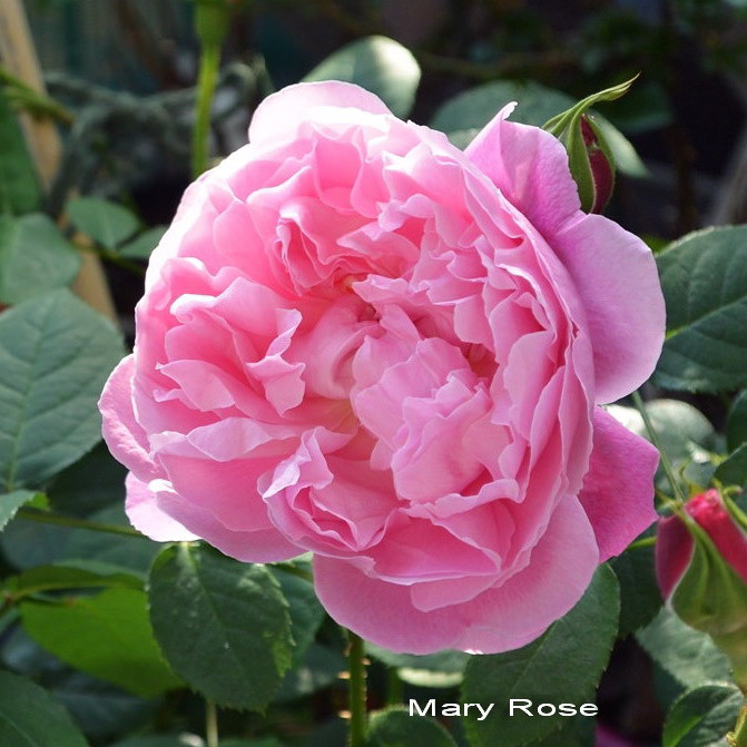 Саджанці англійської троянди Мері Роуз (Rose Mary Rose)