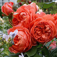 Саджанці англійської троянди Саммер Сонг (Rose Summer Song), фото 3
