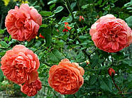 Саджанці англійської троянди Саммер Сонг (Rose Summer Song), фото 4