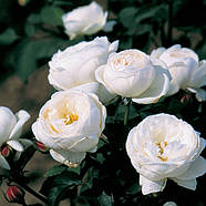 Саджанці англійської троянди Фаєр Б'янка (Rose Fair Bianca), фото 4