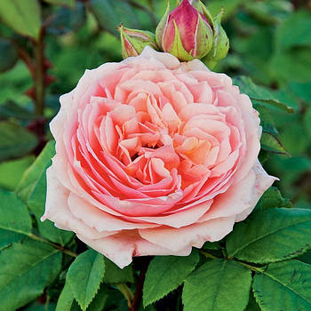 Саджанці кущової троянди Поль Бокюз (Rose Paul Bocuse)