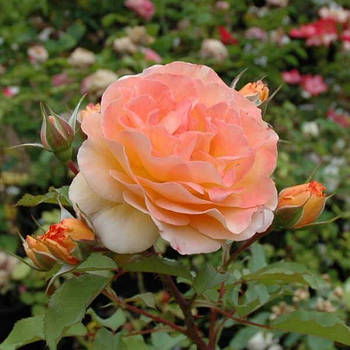 Саджанці кущової троянди Роз де Жерберуа (Rose de Gerbеroy)
