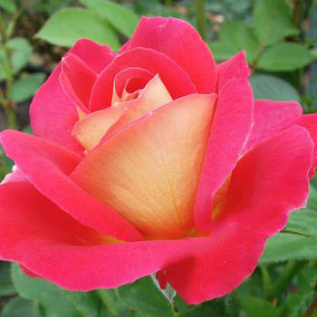 Саджанці паркової троянди Декор Арлекін (Decor Arlequin)