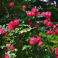 Саджанці плетистої троянди Ореанда (Rose Oreanda), фото 3