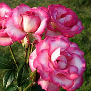 Саджанці плетистої троянди Хендель (Rose Handel), фото 3