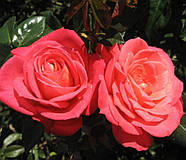 Саджанці плетистої троянди Шогун (Rose Shogun), фото 3