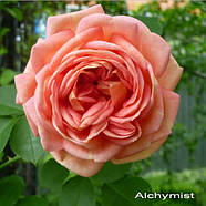 Саджанці плетистої троянди Алхіміст (Rose Alchymist), фото 3