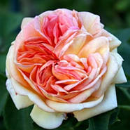 Саджанці плетистої троянди Алхіміст (Rose Alchymist), фото 4