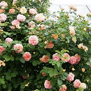 Саджанці плетистої троянди Алхіміст (Rose Alchymist), фото 5