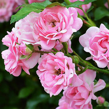 Саджанці ґрунтопокривної троянди Зе Фейрі (Rose The Fairy)