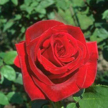 Саджанці ґрунтопокривної троянди Ред Вильвет (Rose Red Velvet)