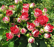Саджанці ґрунтопокривної троянди Рубі Стар (Rose Ruby Star), фото 3