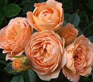 Саджанці ґрунтопокривної троянди Світ Дрім (Rose Sweet Dream), фото 3