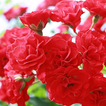 Саджанці ґрунтопокривної троянди Скарлет Мейяндекор (Rose Scarlet Meillandecor)