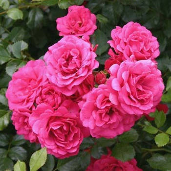 Саджанці ґрунтопокривної троянди Роді (Rose Rody)