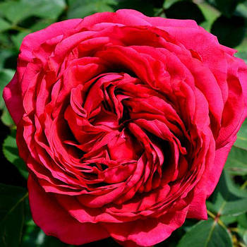 Саджанці троянди флорибунда Чотирьох Вітрів (La Rose Des 4 Vents)