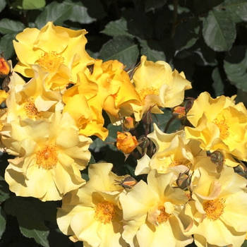 Саджанці троянди флорибунда Алі Дорате (Rose Ali Dorate)