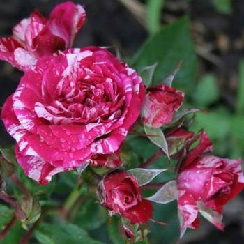 Саджанці троянди флорибунда Арроу Фолієс (Rose Arrow Folies)